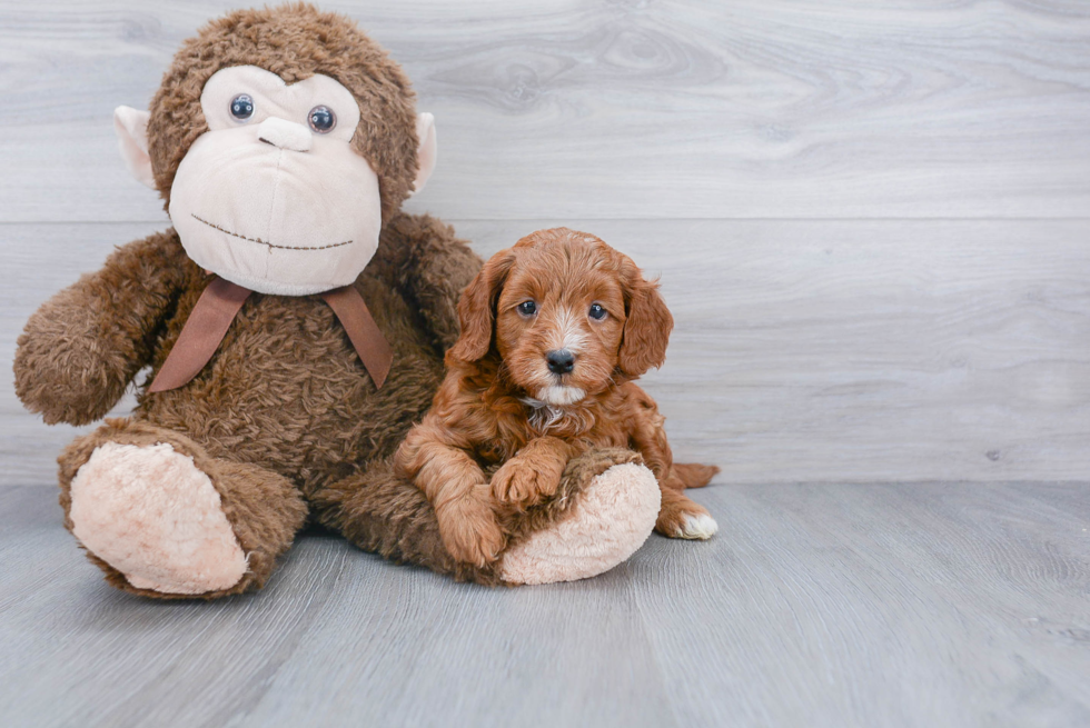 Best Mini Goldendoodle Baby