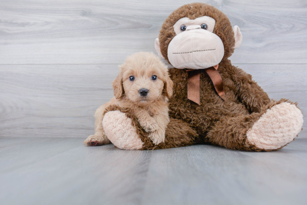 Adorable Golden Retriever Poodle Mix Puppy