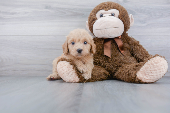 Adorable Golden Retriever Poodle Mix Puppy