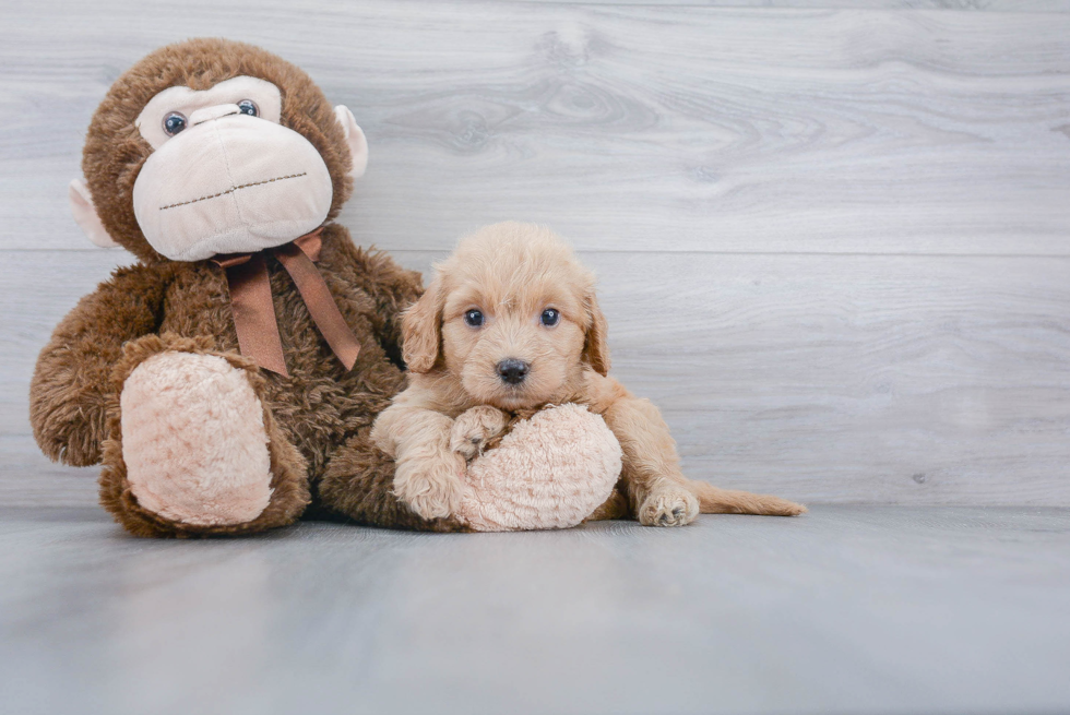 Smart Mini Goldendoodle Poodle Mix Pup