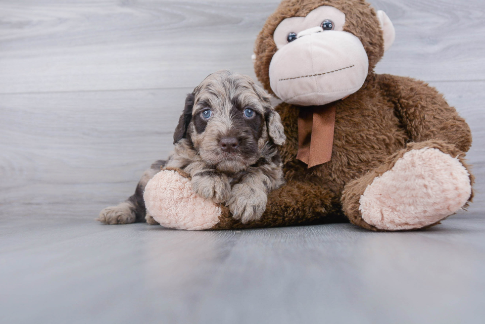 Mini Goldendoodle Pup Being Cute