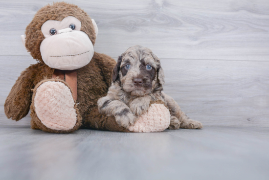 Best Mini Goldendoodle Baby