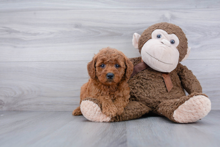 Small Mini Goldendoodle Baby