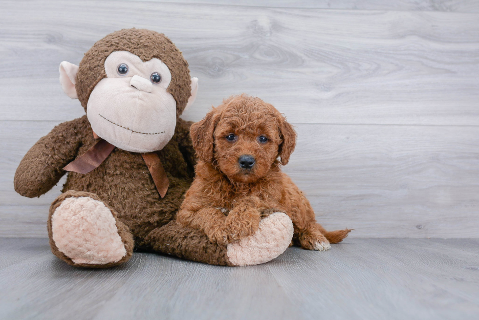 Mini Goldendoodle Pup Being Cute