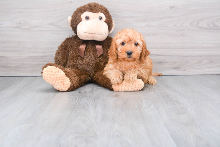 Playful Golden Retriever Poodle Mix Puppy