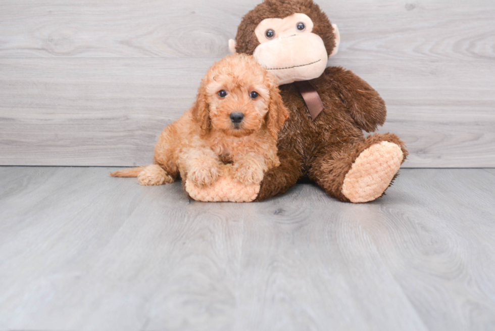 Mini Goldendoodle Puppy for Adoption