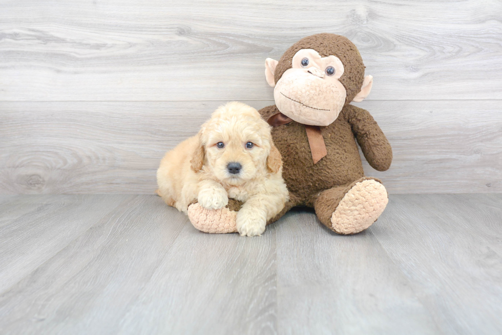 Mini Goldendoodle Puppy for Adoption