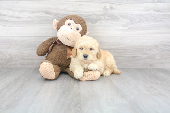 Happy Mini Goldendoodle Baby