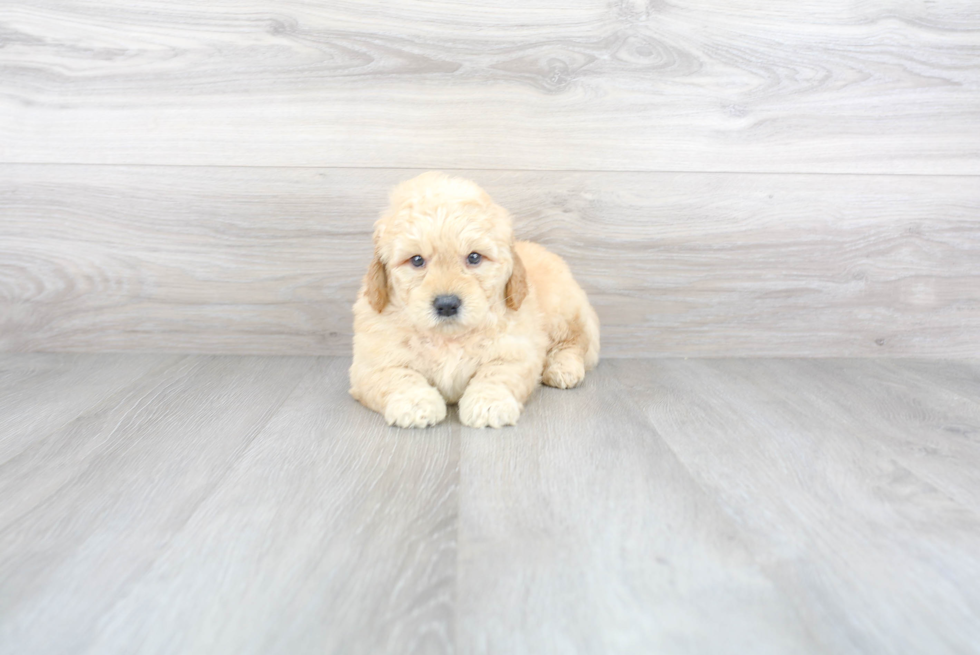 Best Mini Goldendoodle Baby