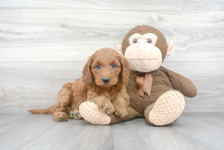 Funny Mini Goldendoodle Poodle Mix Pup