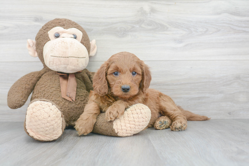 Mini Goldendoodle Pup Being Cute