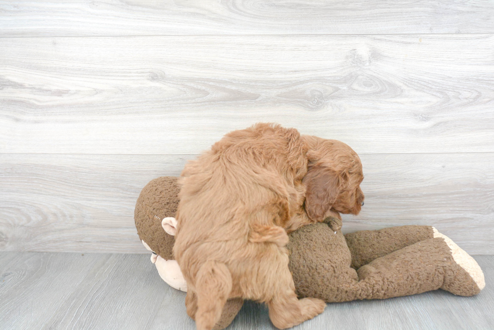 Fluffy Mini Goldendoodle Poodle Mix Pup