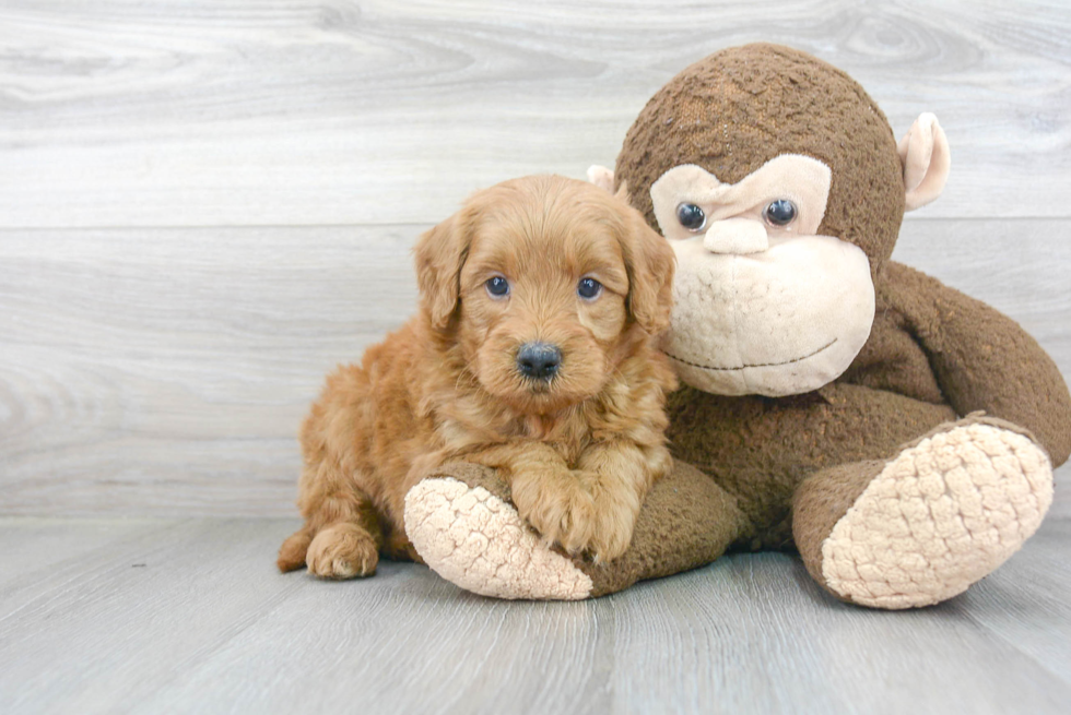 Popular Mini Goldendoodle Poodle Mix Pup