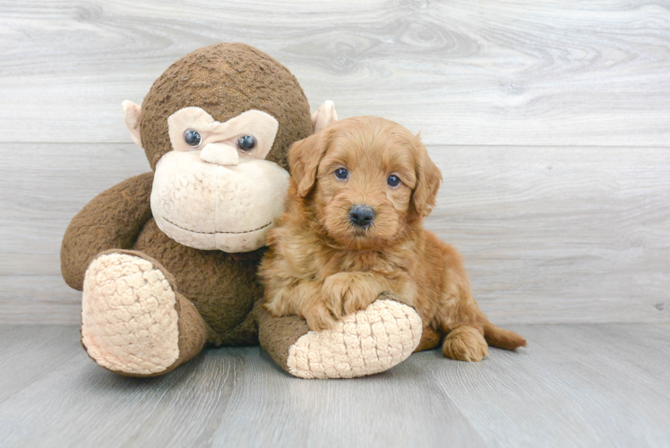 Mini Goldendoodle Puppy for Adoption