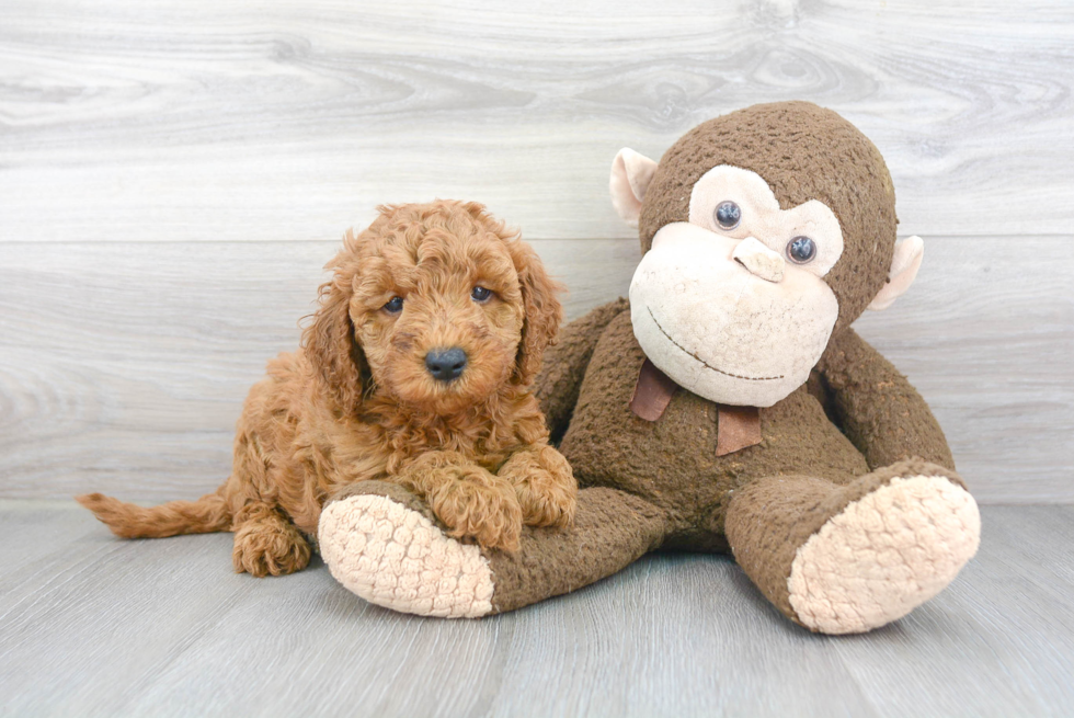 Little Golden Retriever Poodle Mix Puppy