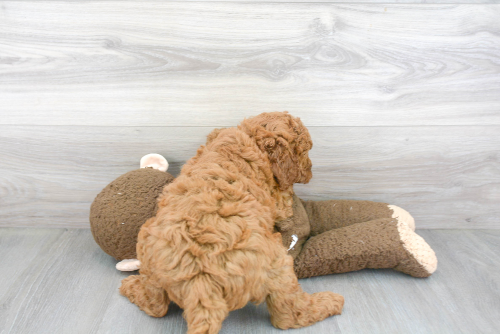 Funny Mini Goldendoodle Poodle Mix Pup