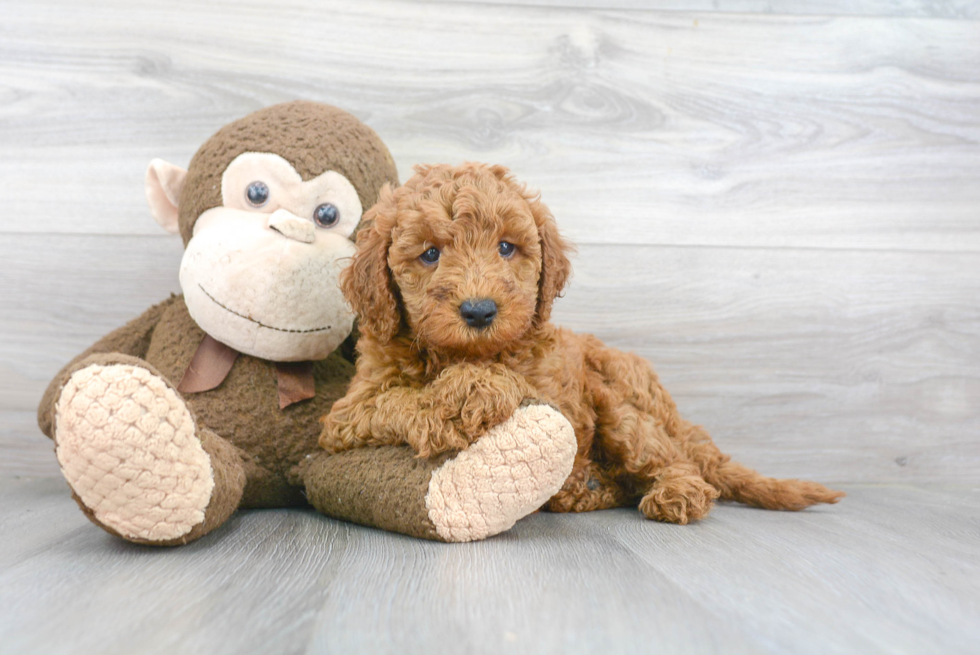 Playful Golden Retriever Poodle Mix Puppy