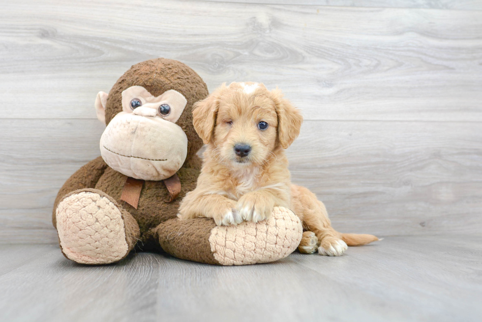 Fluffy Mini Goldendoodle Poodle Mix Pup