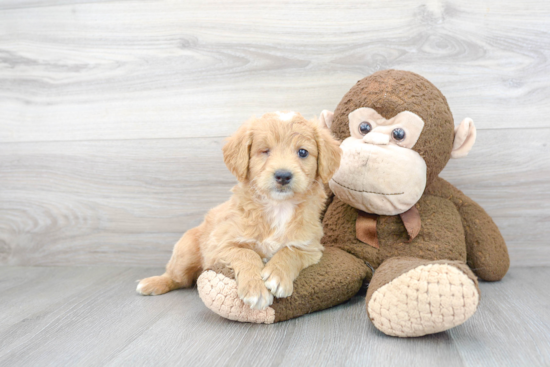 Playful Golden Retriever Poodle Mix Puppy