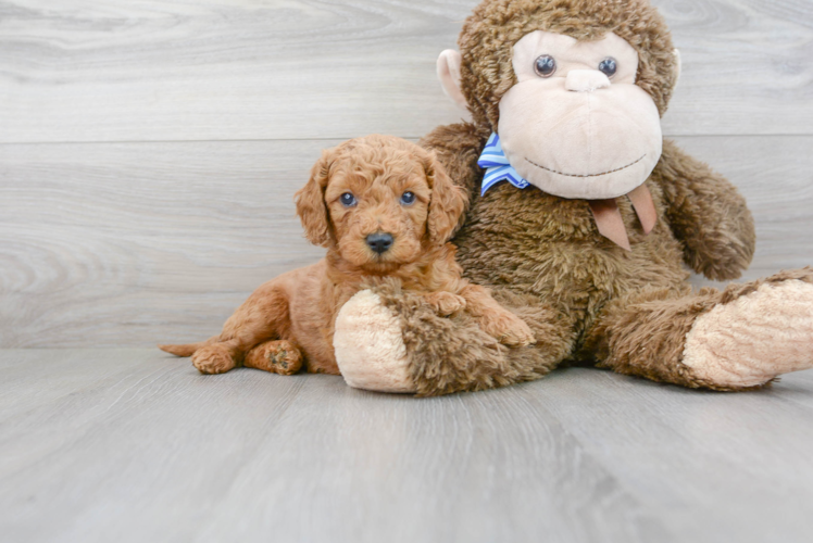 Best Mini Goldendoodle Baby
