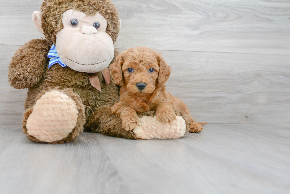 Mini Goldendoodle Puppy for Adoption