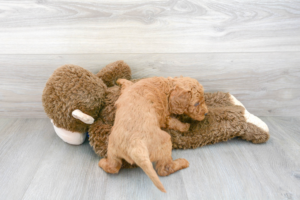 Mini Goldendoodle Pup Being Cute