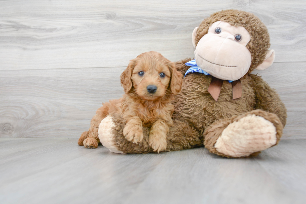 Small Mini Goldendoodle Baby