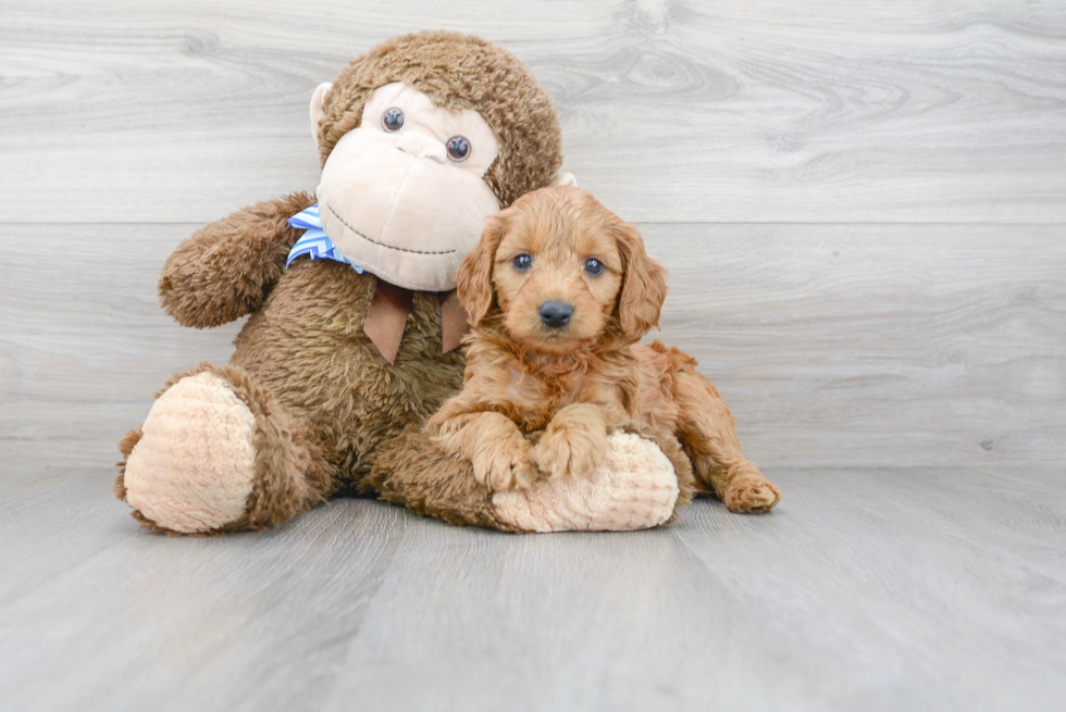 Adorable Golden Retriever Poodle Mix Puppy