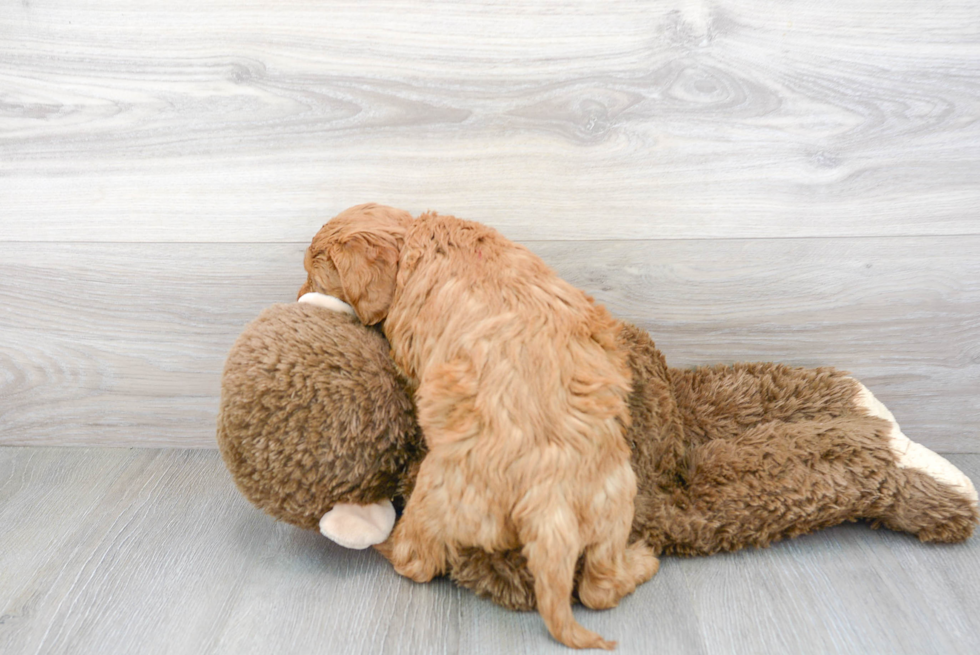 Funny Mini Goldendoodle Poodle Mix Pup