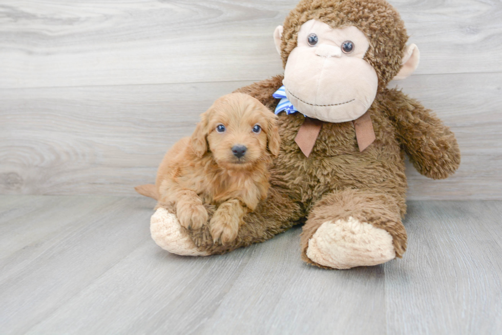 Mini Goldendoodle Pup Being Cute