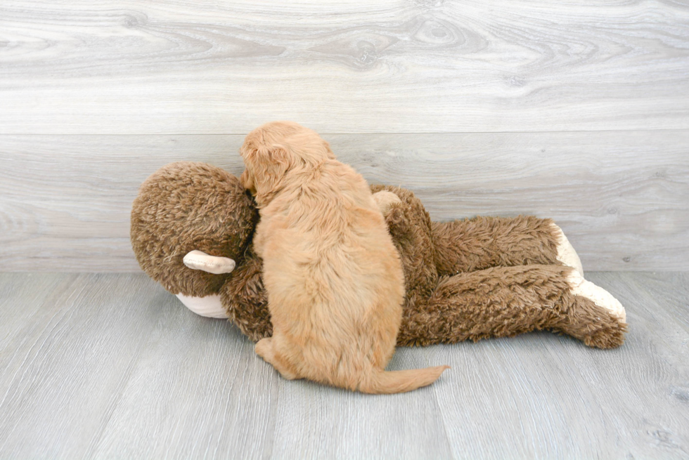 Little Golden Retriever Poodle Mix Puppy