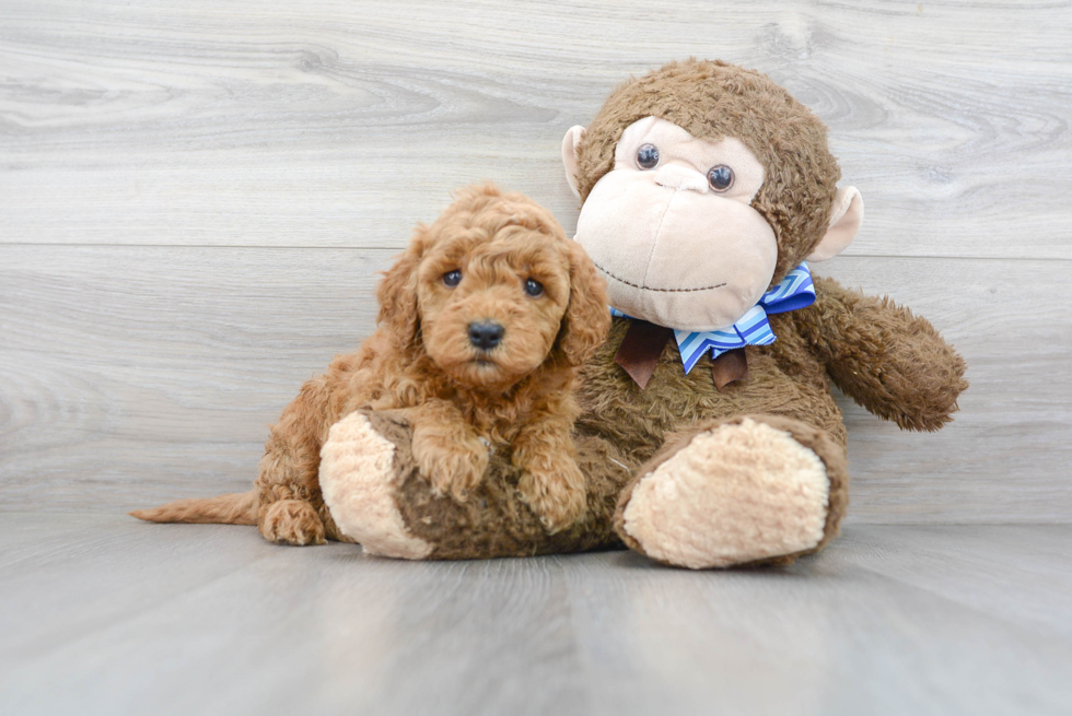 Hypoallergenic Golden Retriever Poodle Mix Puppy