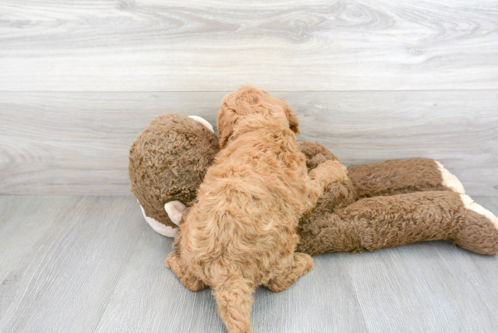 Energetic Golden Retriever Poodle Mix Puppy