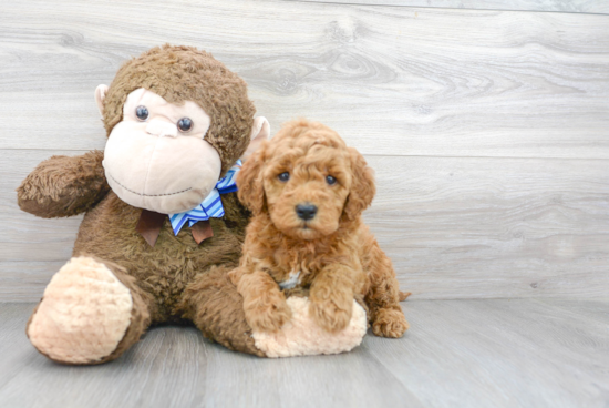 Adorable Golden Retriever Poodle Mix Puppy