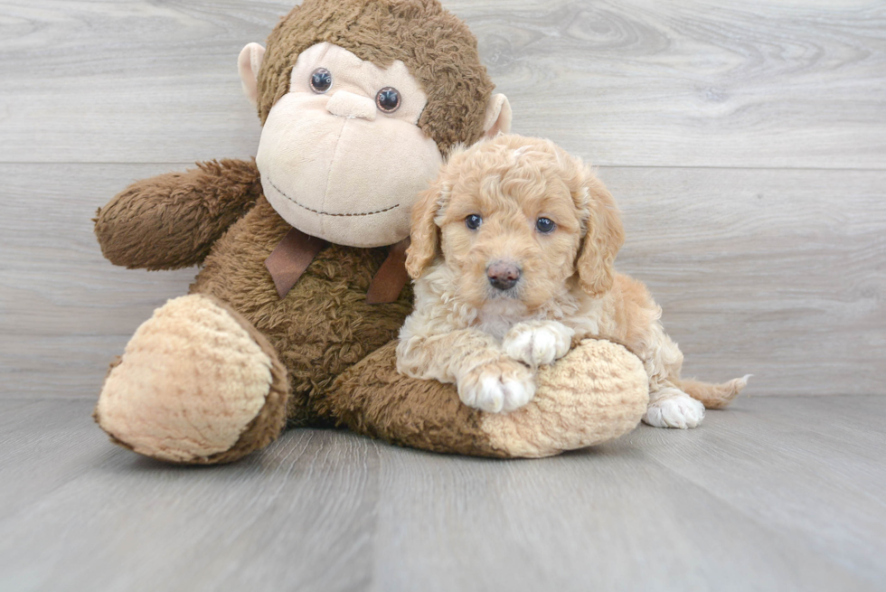 Smart Mini Goldendoodle Poodle Mix Pup