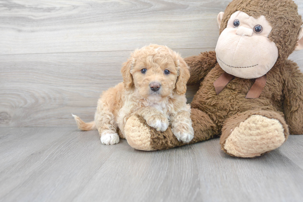 Mini Goldendoodle Pup Being Cute