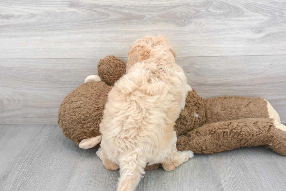 Mini Goldendoodle Puppy for Adoption