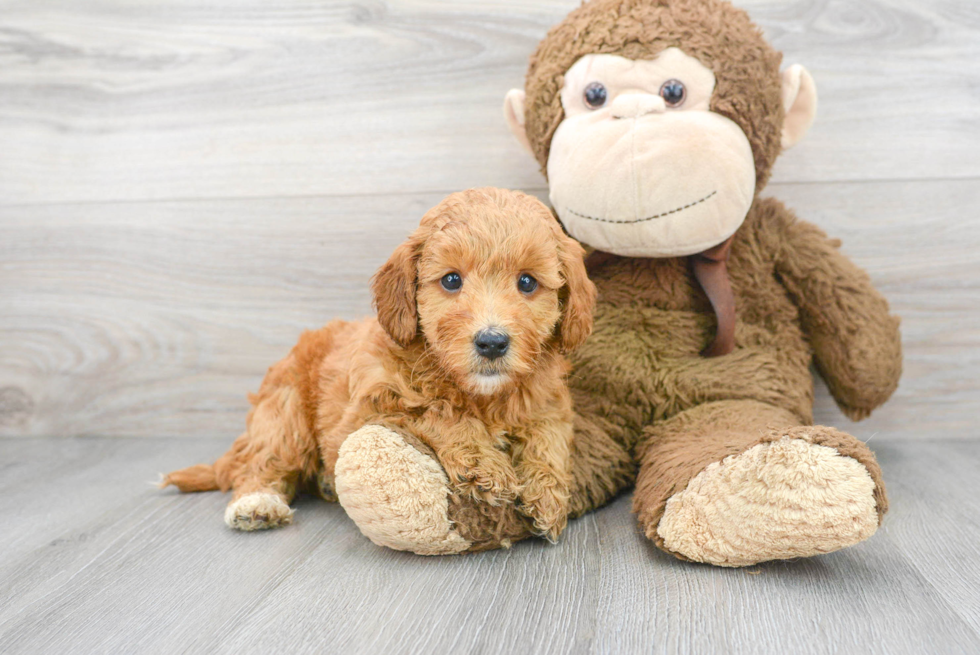 Mini Goldendoodle Puppy for Adoption