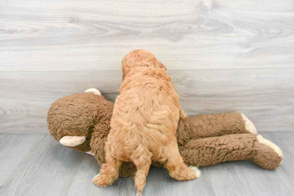 Small Mini Goldendoodle Baby