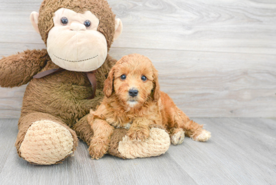 Best Mini Goldendoodle Baby