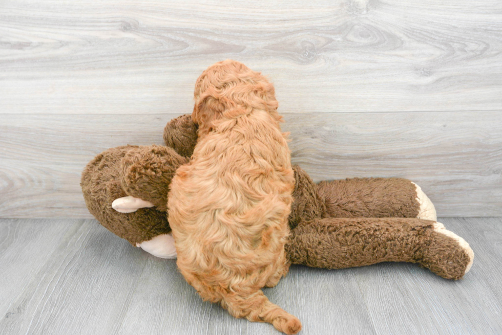 Friendly Mini Goldendoodle Baby