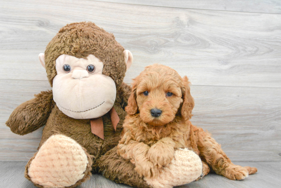 Best Mini Goldendoodle Baby