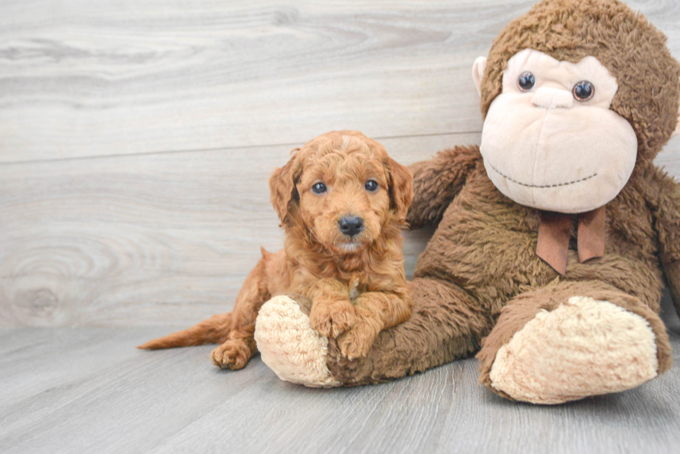 Best Mini Goldendoodle Baby