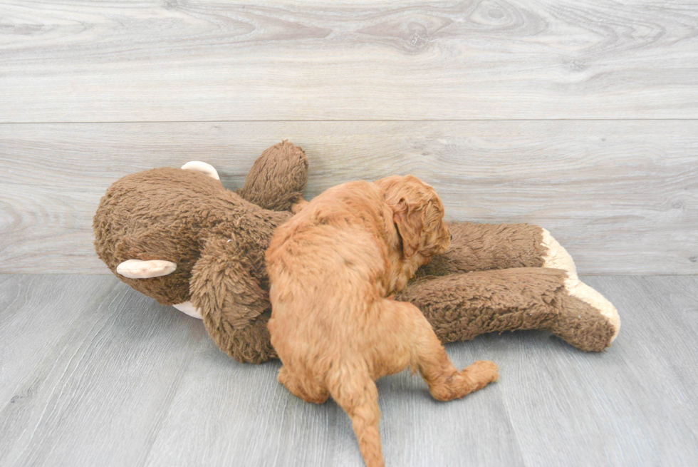 Popular Mini Goldendoodle Poodle Mix Pup