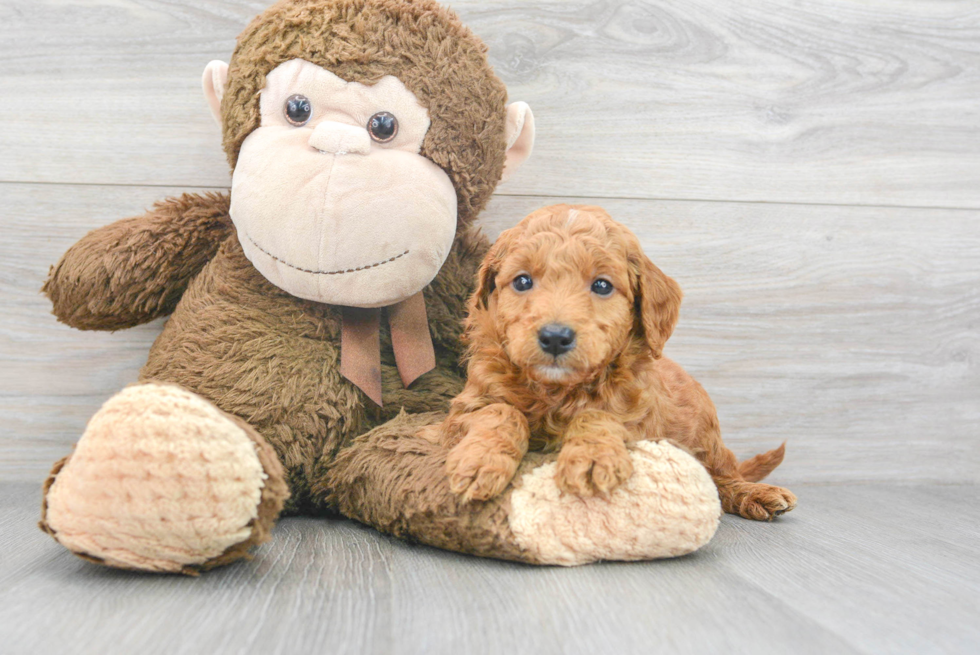 Happy Mini Goldendoodle Baby