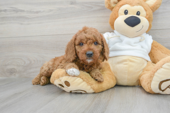 Mini Goldendoodle Puppy for Adoption