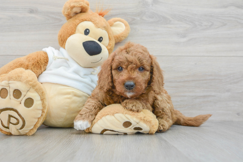 Best Mini Goldendoodle Baby