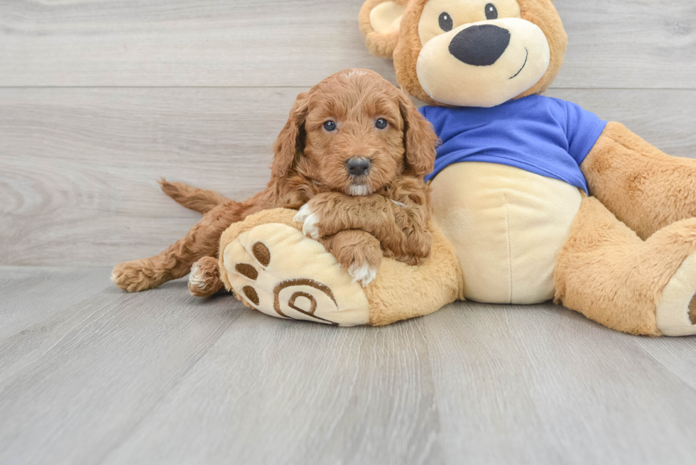 Mini Goldendoodle Puppy for Adoption