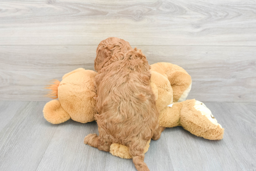 Little Golden Retriever Poodle Mix Puppy