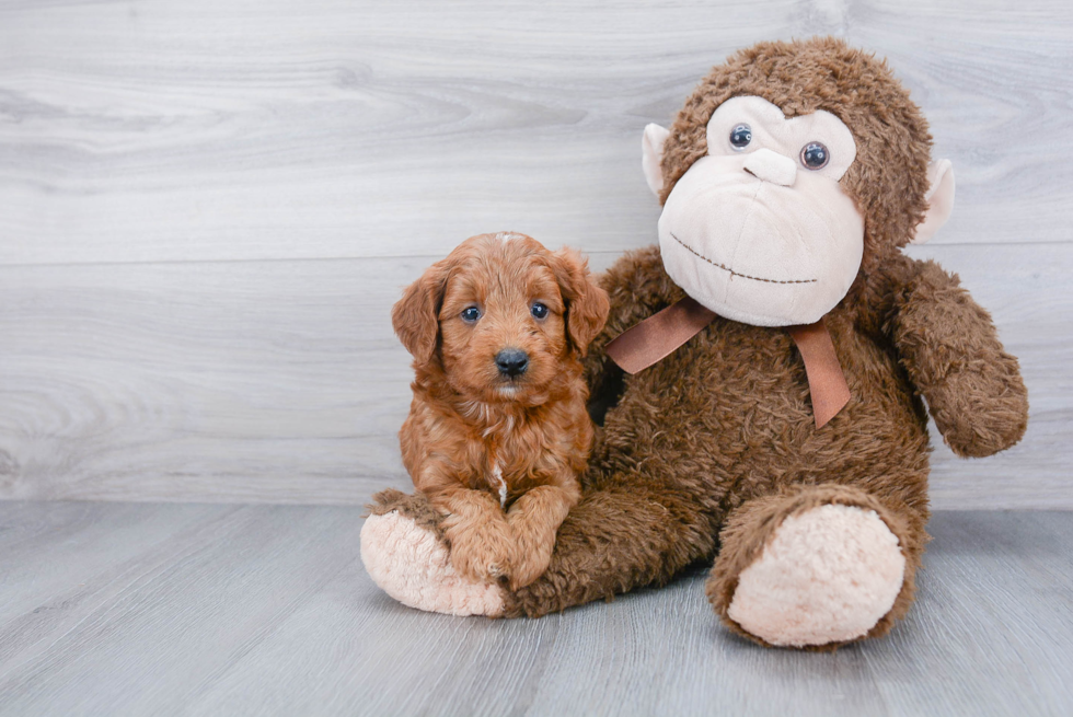 Petite Mini Goldendoodle Poodle Mix Pup